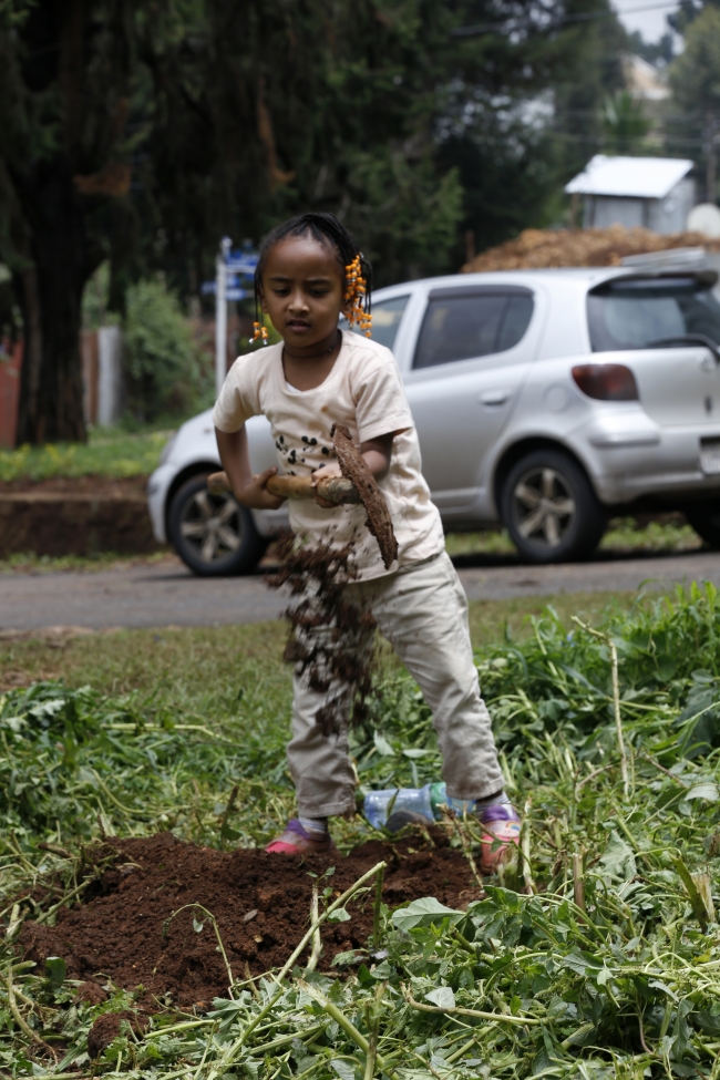 Etiyopya ağaç dikme rekoru için sokaklarda