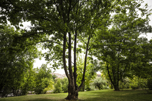 TBMM bahçesi 282 tür ağaca ev sahipliği yapıyor