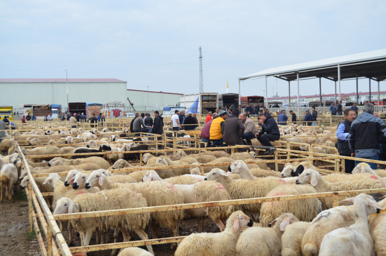 Aksaray'dan 350 bin küçükbaş kurbanlık yola çıktı