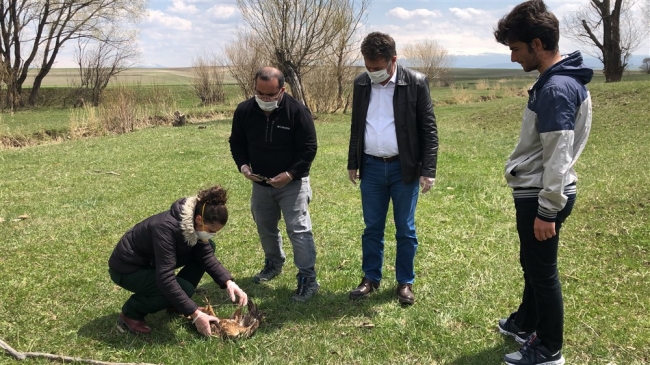 Ermenistan sınırında ölü bulunan şahinlere mikrobiyolojik inceleme