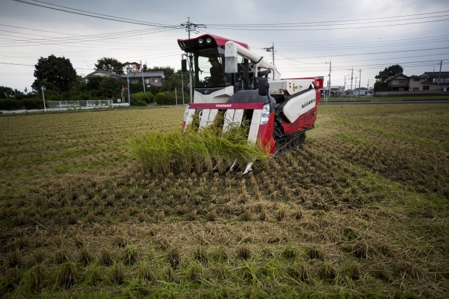 Japonya'da pirinç üreticileri zorlu bir gelecekle karşı karşıya