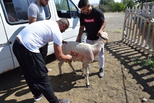 Rengarenk boyanan koçlar sürüye katıldı