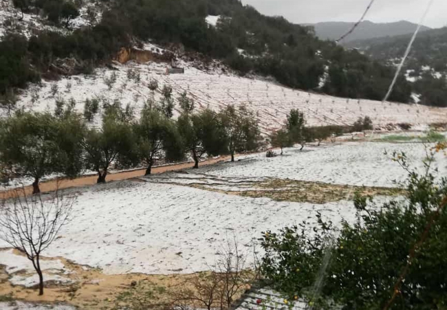 Tarsus'ta dolu tarlaları kar gibi kapladı