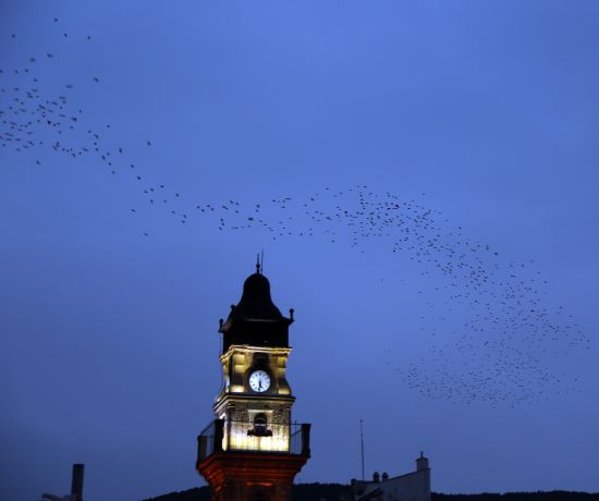 Sığırcık kuşlarının görsel şöleni büyüledi