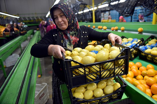 Limon daha dalındayken alıcı buluyor