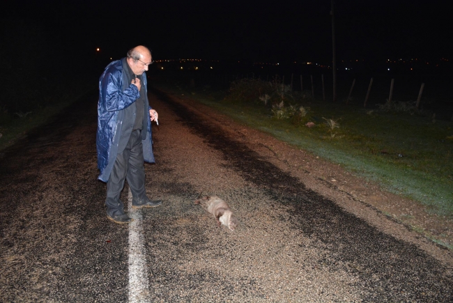 Sinop'ta ilk defa su samuru görüntülendi