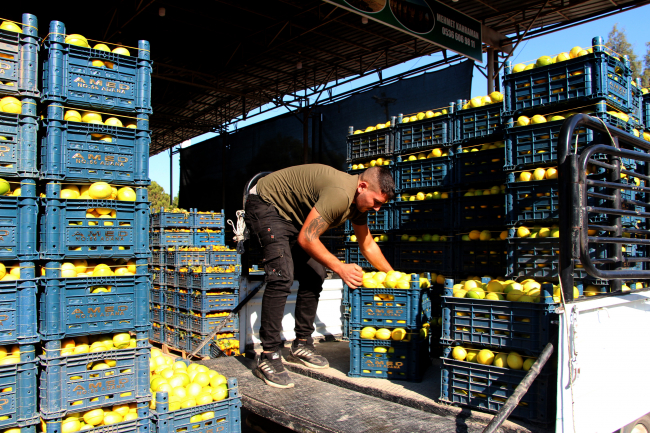 Limonun fiyatı kasasından ucuz