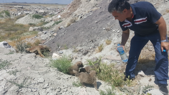 Konya'da 12 köpek telef edilmiş halde bulundu