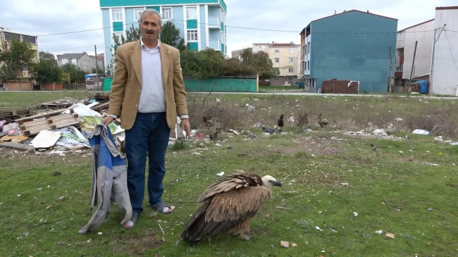 Arnavutköy'de "kızıl akbaba" bulundu