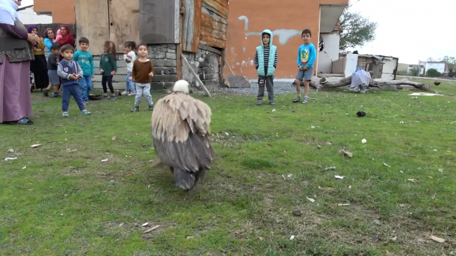 Arnavutköy'de "kızıl akbaba" bulundu