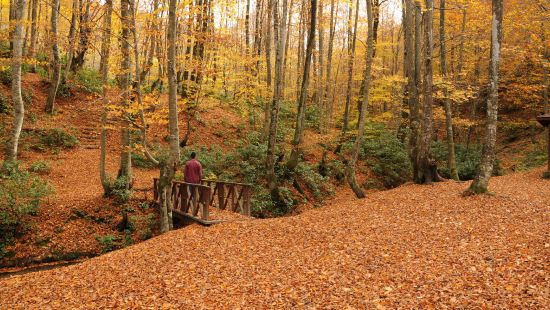 Batı Karadeniz ormanlarında görsel şölen