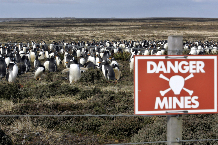 Arjantin tarafından 1982'deki savaşta yerleştirilen mayınların çevresinde gezen penguenler. Fotoğraf: Reuters 