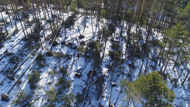 Bolu'da kuvvetli rüzgar yüzlerce ağacı kökünden söktü