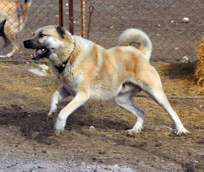 Yetiştirdiği Kangal köpeklerini Zeytin Dalı Harekatı'na gönderecek