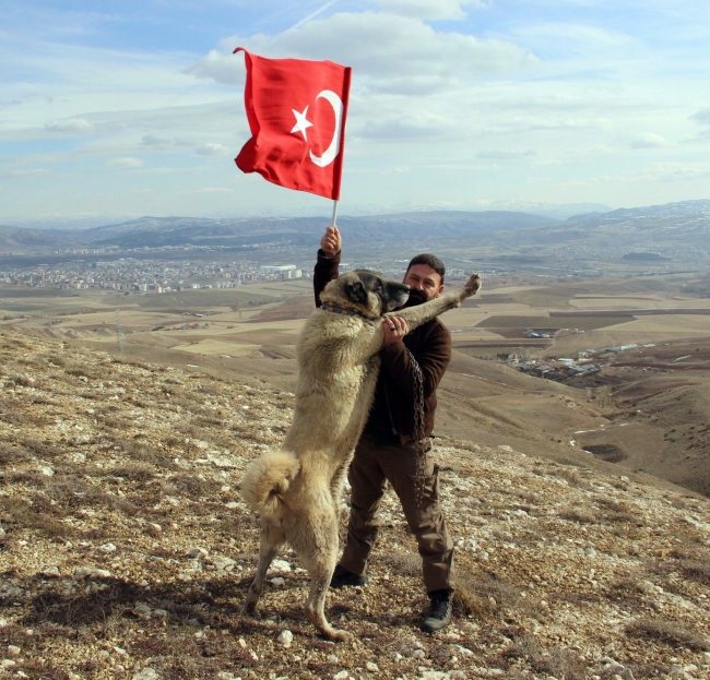 Yetiştirdiği Kangal köpeklerini Zeytin Dalı Harekatı'na gönderecek