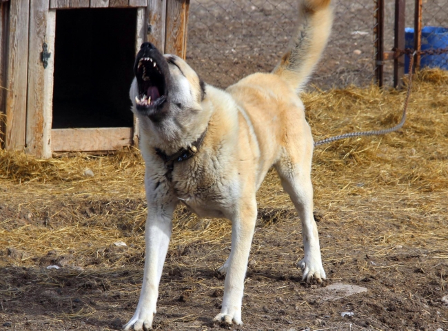 Yetiştirdiği Kangal köpeklerini Zeytin Dalı Harekatı'na gönderecek