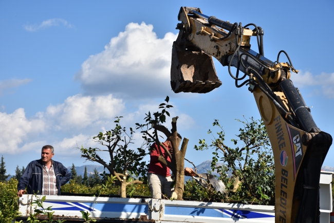 Çocuklar parklarda dalından portakal yiyebilecek