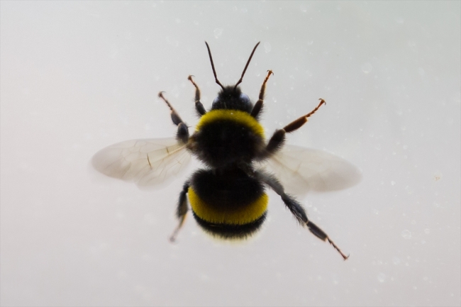 Seraların doğal işçileri bombus arıları