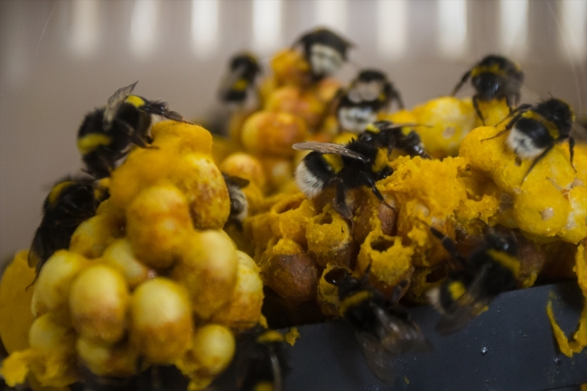 Seraların doğal işçileri bombus arıları