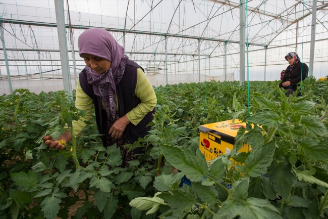 Seraların doğal işçileri bombus arıları