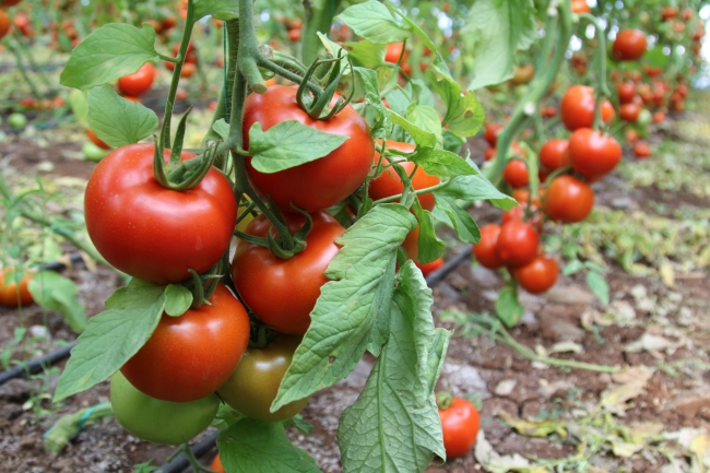 Rusya'ya domates ihracatında yeni dönem başladı