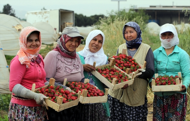 İhracat çilek üreticisinin yüzünü güldürdü