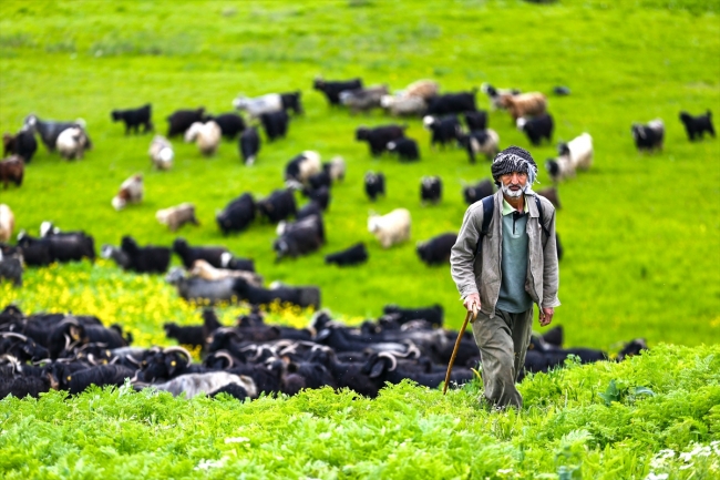 Terörden arındırılan Faraşin Yaylası, artık huzur dolu