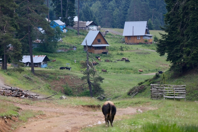 Batı Karadeniz'de yayla mevsimi başladı