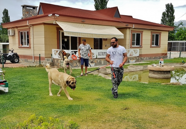 Türk çoban köpeği 32 ülkede alıcı buldu