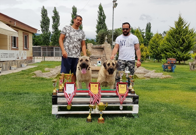 Türk çoban köpeği 32 ülkede alıcı buldu