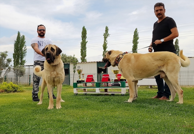 Türk çoban köpeği 32 ülkede alıcı buldu