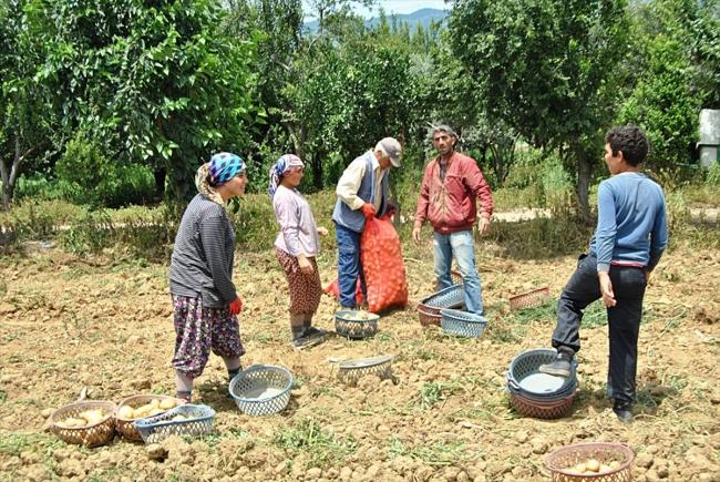 Patateste üretici fiyatı düşüşe geçti