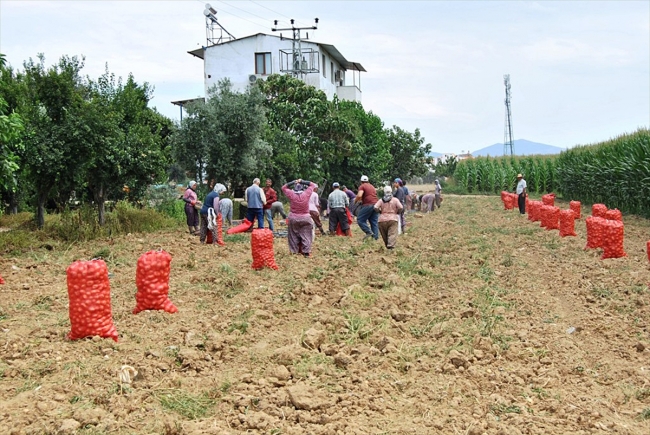 Patateste üretici fiyatı düşüşe geçti