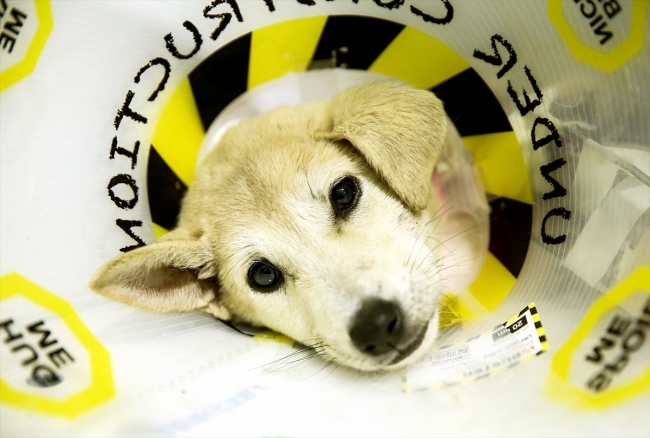 Silahla yaralanan yavru köpek Kuzey tedavi için İstanbul'da