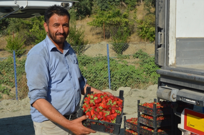 Sason'un kaderi çilekle değişti