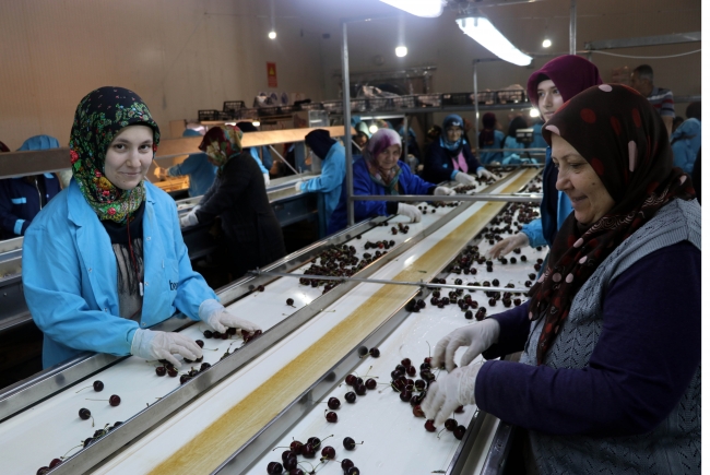 Amasya kirazına dünyadan yoğun talep