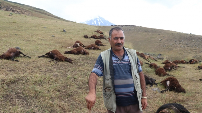 Iğdır'da 74 koyun yıldırım nedeniyle telef oldu