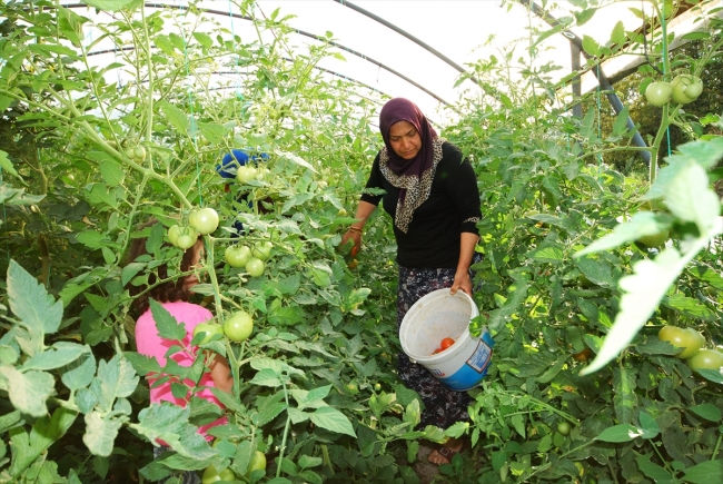 Sebzelerin turşulara dönüşen lezzet yolculuğu