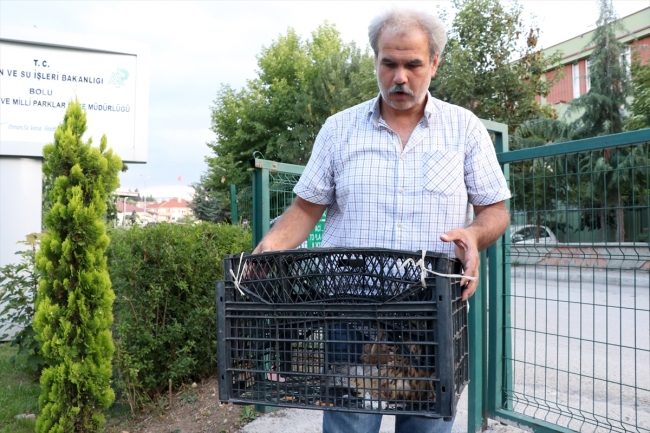 Tellere takılan şahini orman işçileri kurtardı