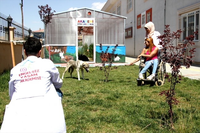 İşkence gören köpeğe engelliler sahip çıktı