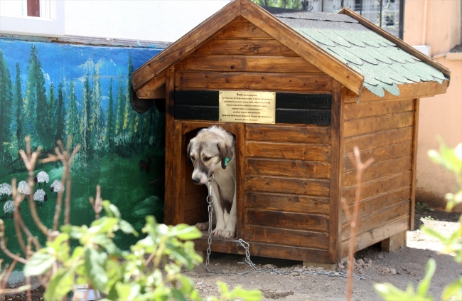 İşkence gören köpeğe engelliler sahip çıktı