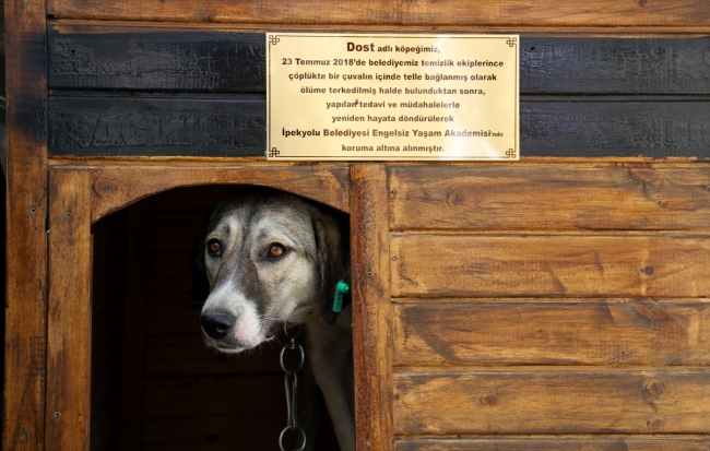 İşkence gören köpeğe engelliler sahip çıktı