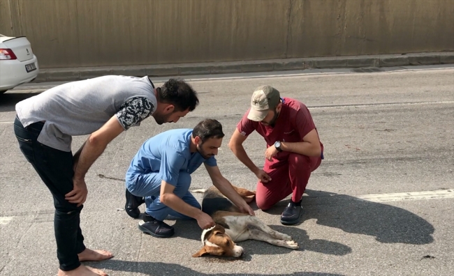 Yaralı köpek için tırını siper etti