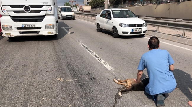 Yaralı köpek için tırını siper etti