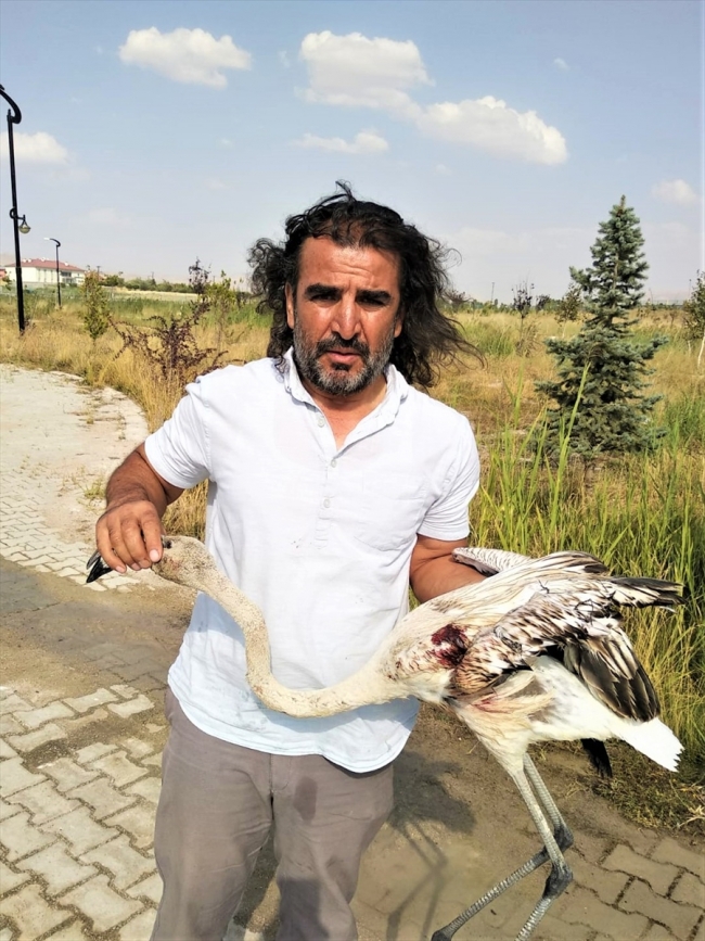 Plajda yaralı bulunan flamingo tedavi altına alındı