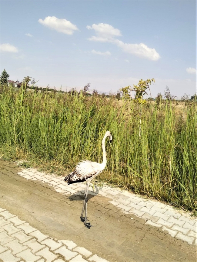 Plajda yaralı bulunan flamingo tedavi altına alındı