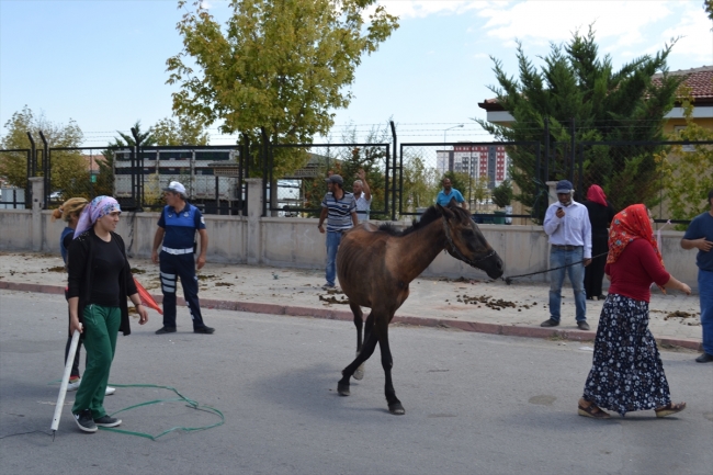 Aksaray'da belediye ağır işlerde çalıştırılan yılkı atlarını doğaya saldı