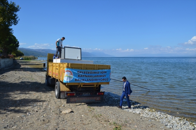 İznik Gölü'ne 500 bin sazan yavrusu bırakıldı