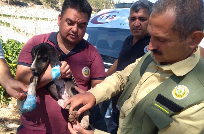 Yangından kurtarılan köpeğin yaralarını sağlık ekipleri sardı