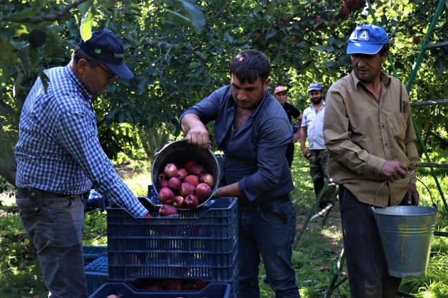 Batı Akdeniz'in elma ihracatı yüzde 784 arttı